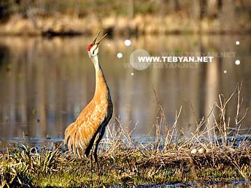 گالري عکس حيوانات
